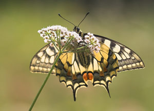 Vlinders